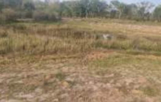 Área de Cerrado quase do tamanho de Vitória vai virar pasto e lavoura em MS