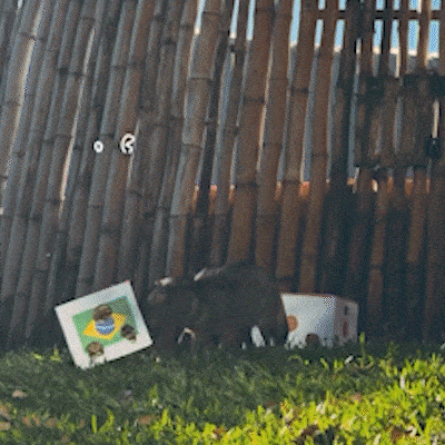 Cachorra-do-mato do Bioparque, Delinha acerta vitória do Brasil sobre o Japão