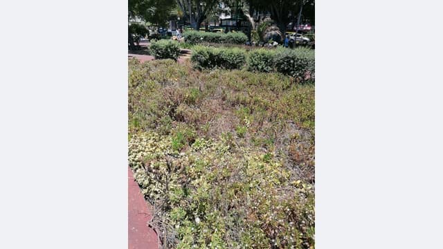 ADN pede mais atenção aos jardins da Praça do Povo