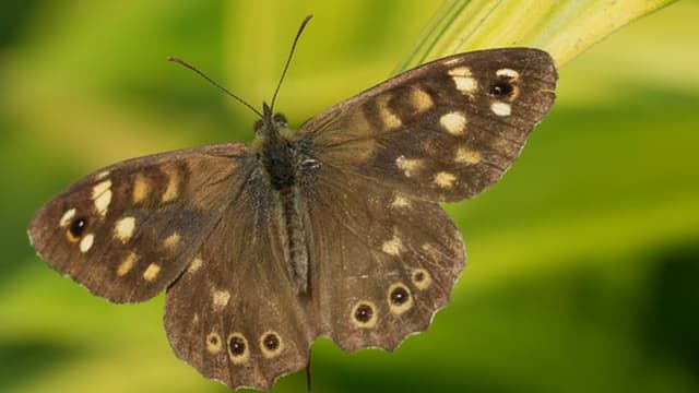 Guias da Biodiversidade dedicados às borboletas apresentados no Funchal