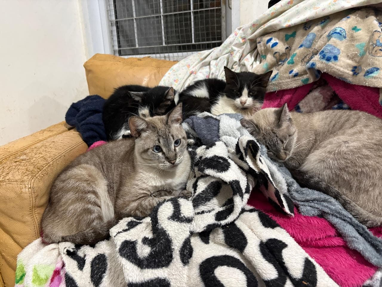 ONG pede doações para proteger quase 400 gatos do frio em Campo Grande