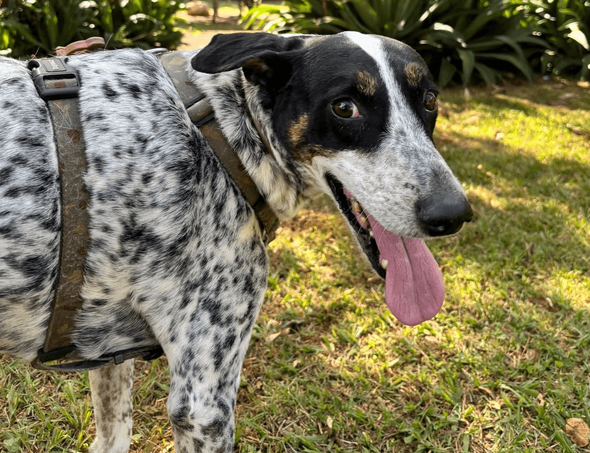 Chico escapa de casa e tutor faz apelo para encontrar cão alérgico