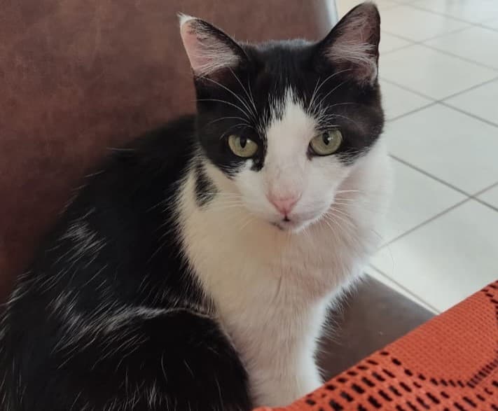 Gato em tratamento desaparece e tutora pede ajuda para encontrá-lo