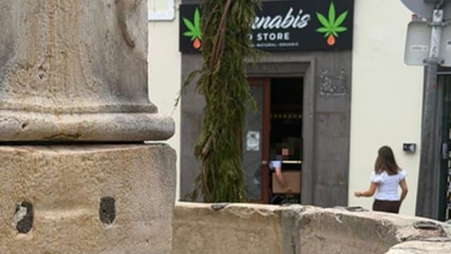 PJ lidera operação em 11 lojas de canábis na Madeira