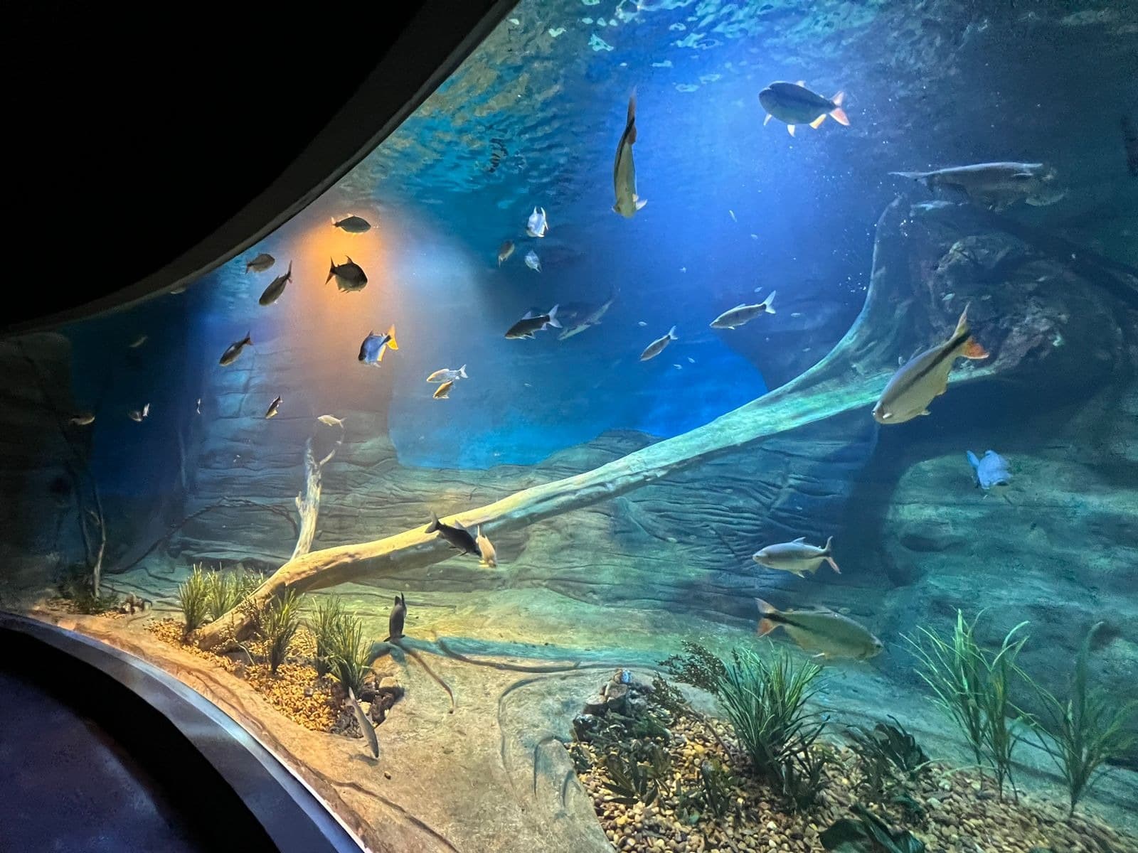 Sistema que mantém animais vivos no Bioparque custará R$ 8,1 milhões