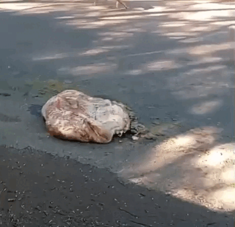 Vísceras de gado são deixadas no meio da rua no Portal Caiobá