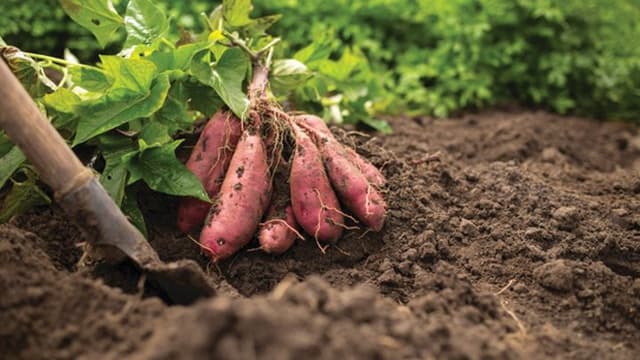 Batata-doce em alta num ano em que os preços agrícolas subiram 27,6%