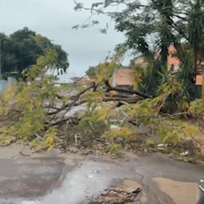 Árvore caída há quase um mês causa transtornos e riscos na Vila Ipiranga