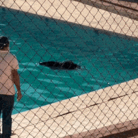 No Pantanal, queixada é flagrada tomando banho de piscina na UFMS 