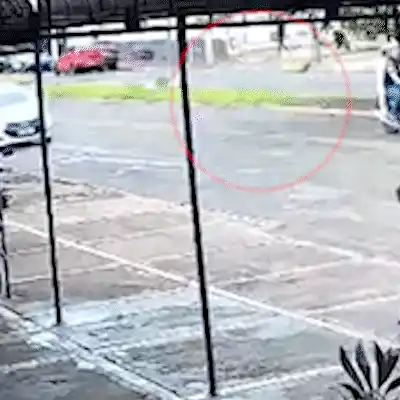 Arara Canindé é "atropelada" por motociclista e aguarda resgate por mais de 1h