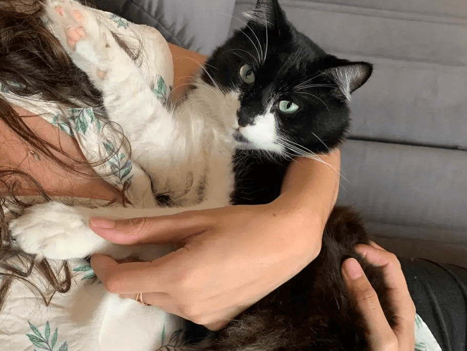 O truque para deixar o gato menos estressado e mais sociável