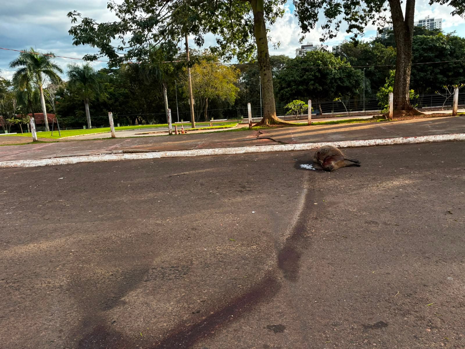 Capivara morre atropelada nos altos da Avenida Afonso Pena