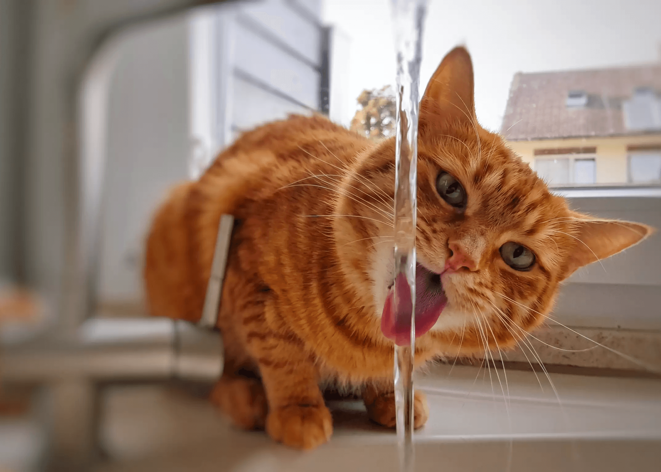 Saiba como fazer seu gato beber mais água e evitar insuficiência renal