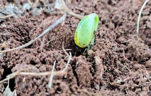 El Niño acende alerta para início do plantio da soja em Mato Grosso do Sul
