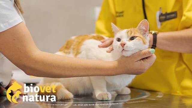 Biovetnatura: cuidados veterinários todos os dias da semana