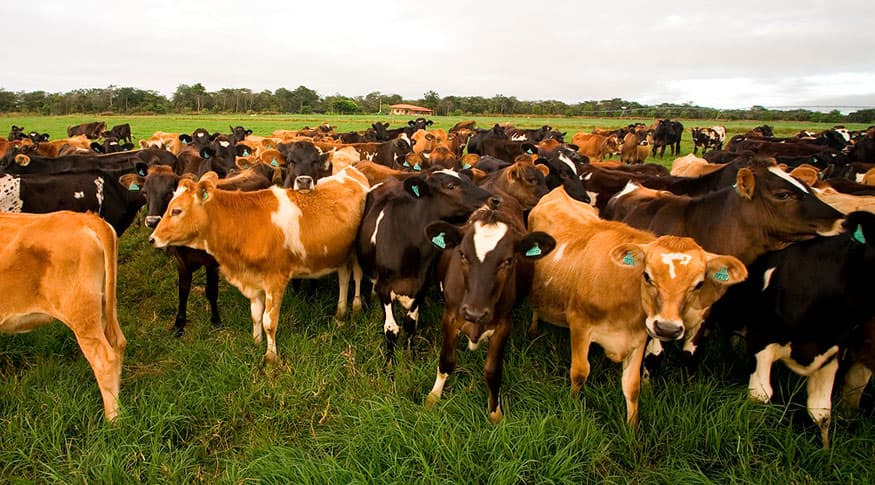MS reforça protagonismo na pecuária em trimestre histórico para o agronegócio