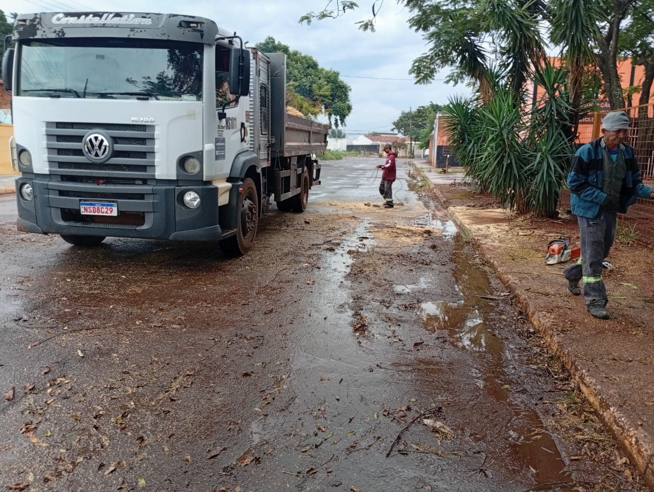 Árvore caída há quase um mês na Vila Ipiranga é removida após reportagem