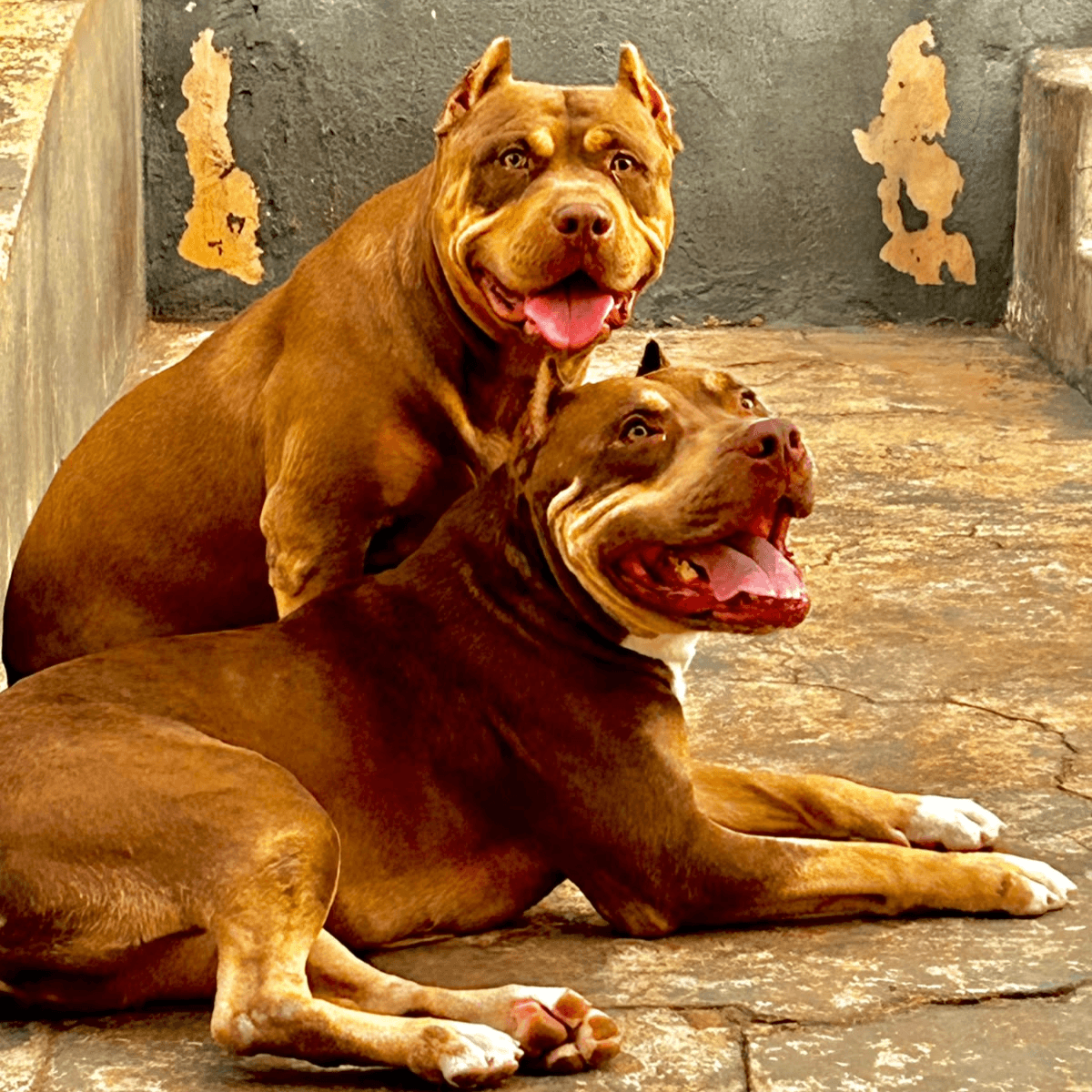 Família procura Tayson e Vênus após cães sumirem no Estrela do Sul