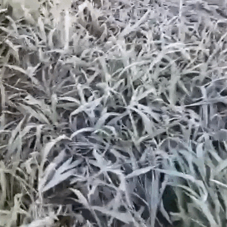 Geada atinge 12 municípios de MS após madrugada com mínima de 1°C