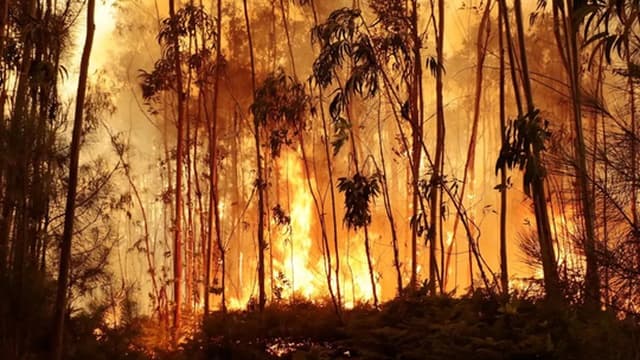 Dois fogos em Carrazeda de Ansiães mobilizam 330 operacionais