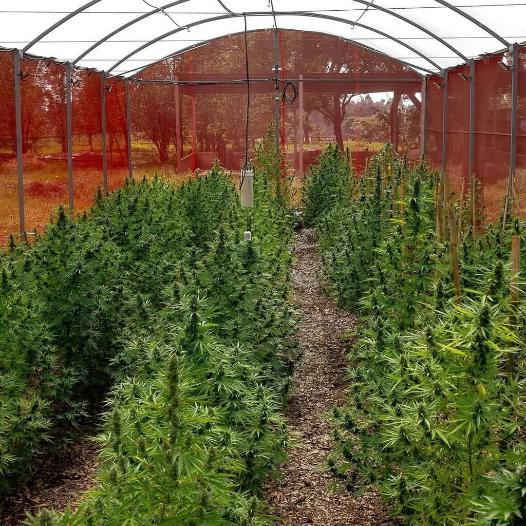 Maconha virou "remédio santo" para reciclador que sofre com dores e epilepsia