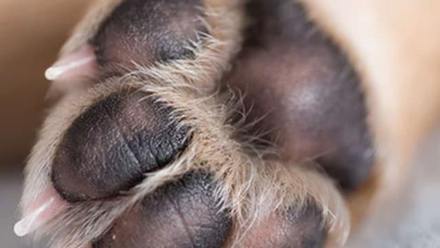 Bombeiros recolhem cão atropelado no Monte
