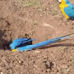 Casal de araras cava buraco na calçada onde antes havia palmeira
