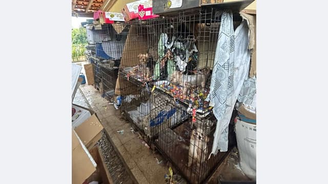 Mega operação resgata mais de 300 cães em Amarante