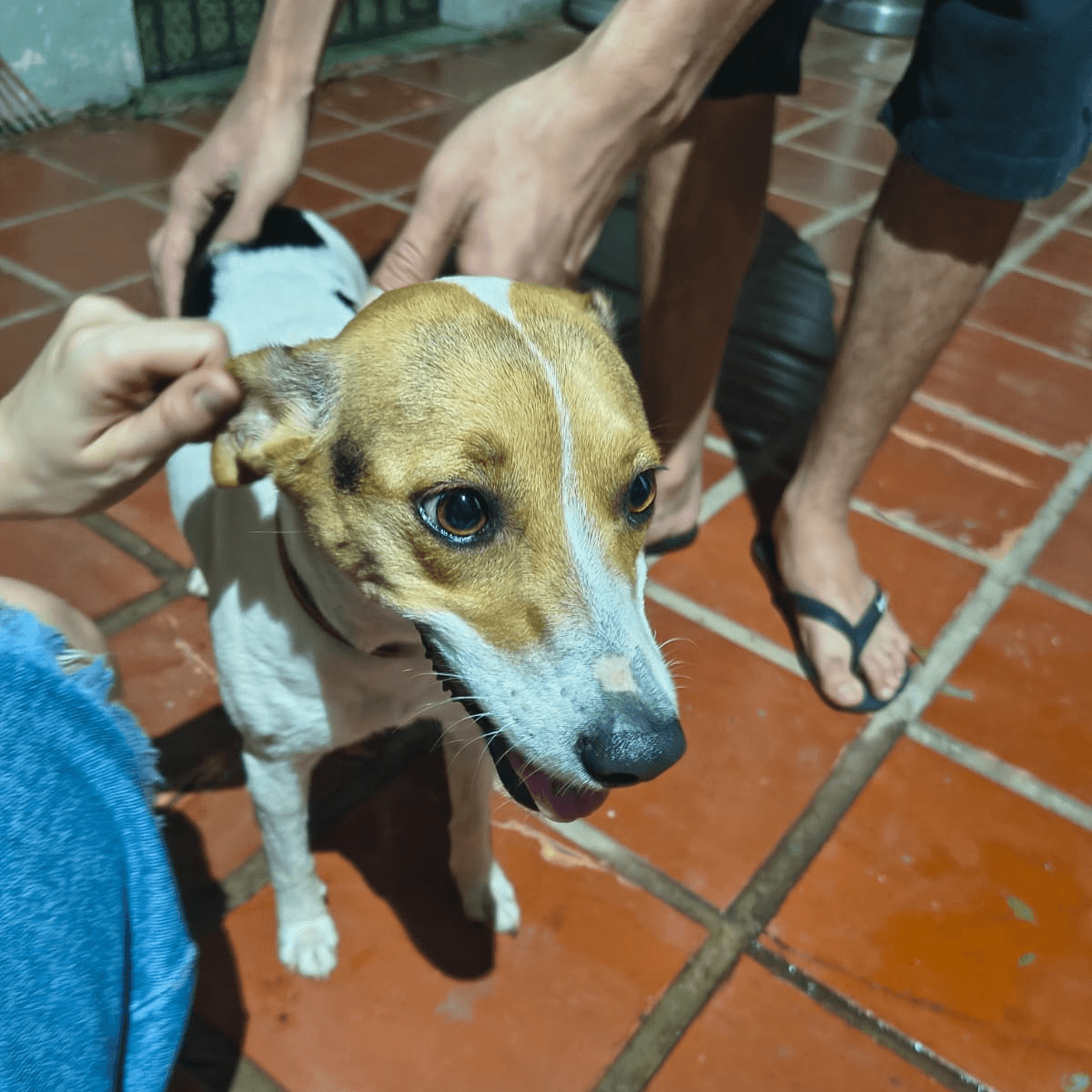 Cachorrinha é encontrada na entrada da UFMS e espera reencontro com tutores