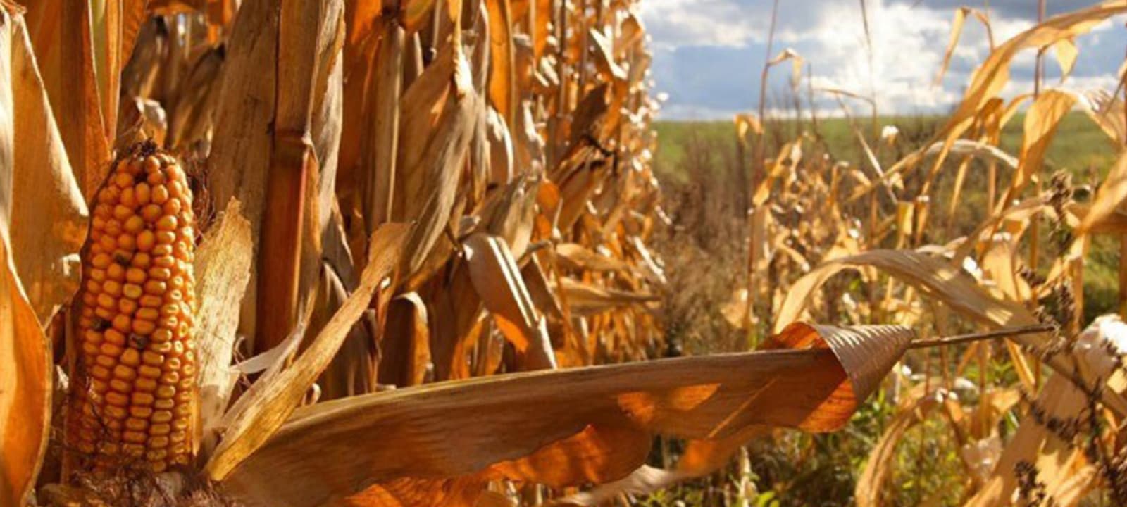 Ministro da Agricultura alerta que País deve estar preparado para enfrentar El Niño