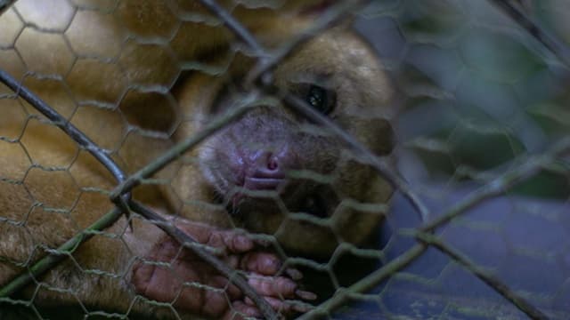 Brasil, Suíça e Espanha desmantelam rede de tráfico de animais protegidos