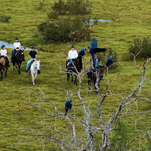 Araras-azuis e cavaleiros dividem cena em registro aéreo no Pantanal