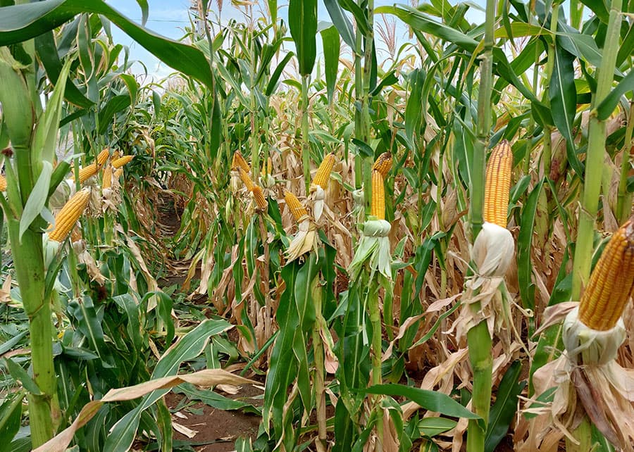 Governo lança Plano Safra com juros menores e foco em modernização do campo