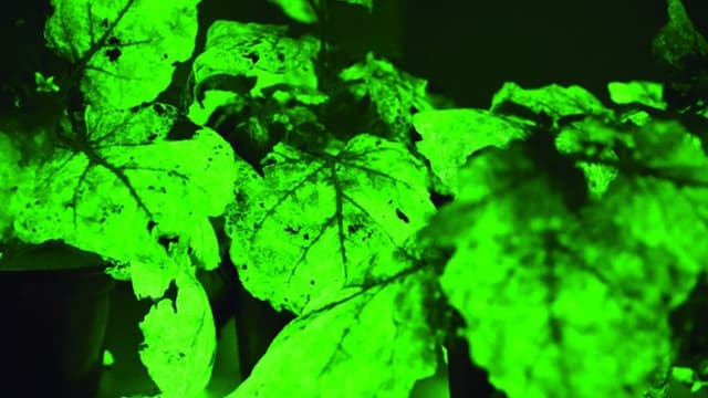 Desenvolvidas plantas que brilham e mudam de cor quando infectadas por vírus