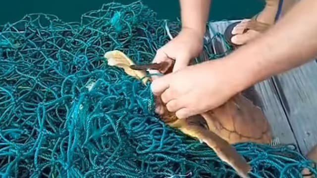 Mais de 8 toneladas de redes de pesca recolhidas no Pacto da Bioeconomia Azul
