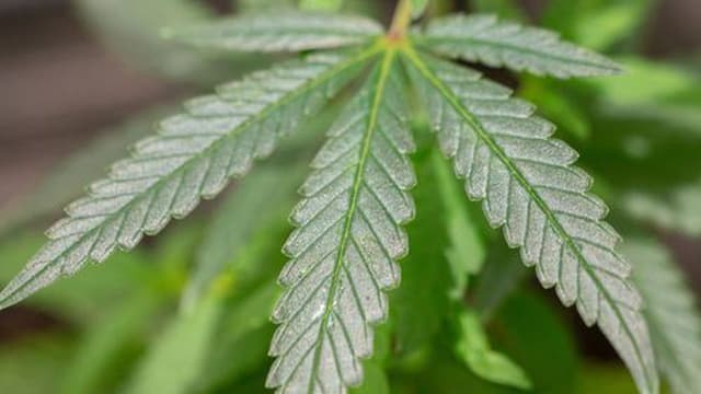 Governo tem "em curso" medidas para evitar uso de canábis medicinal como fachada para tráfico