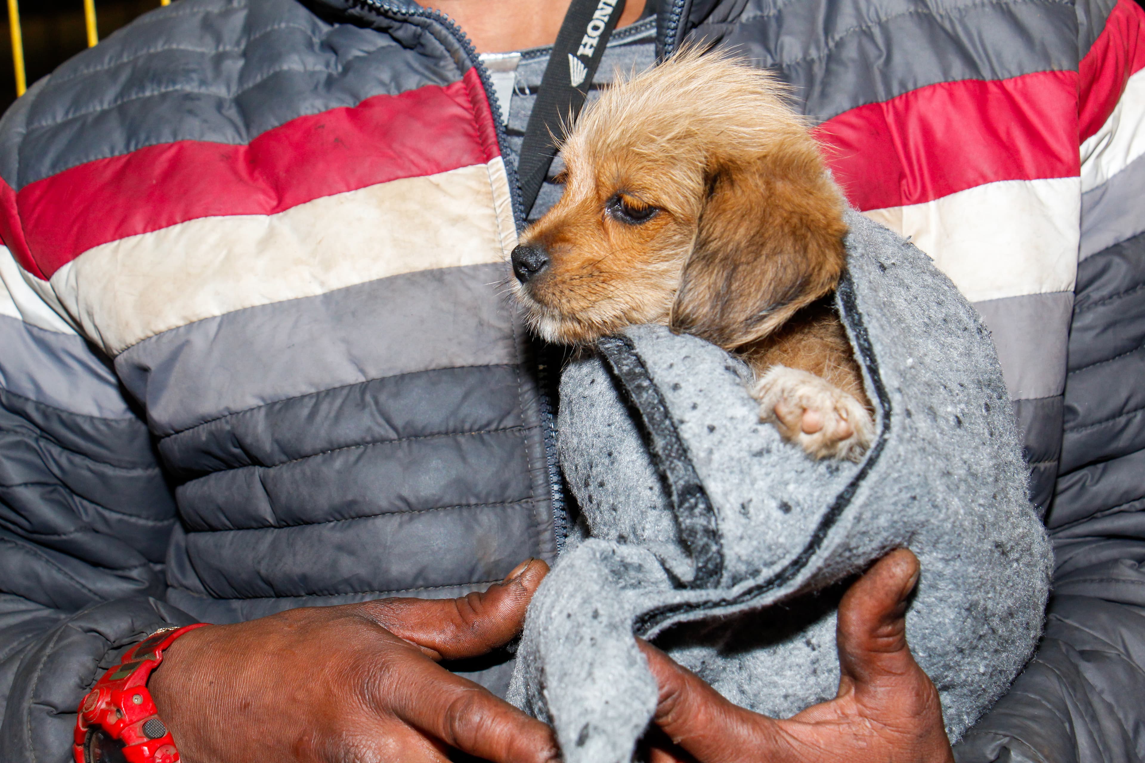 Lei incentiva doação de cobertores para pets vulneráveis 