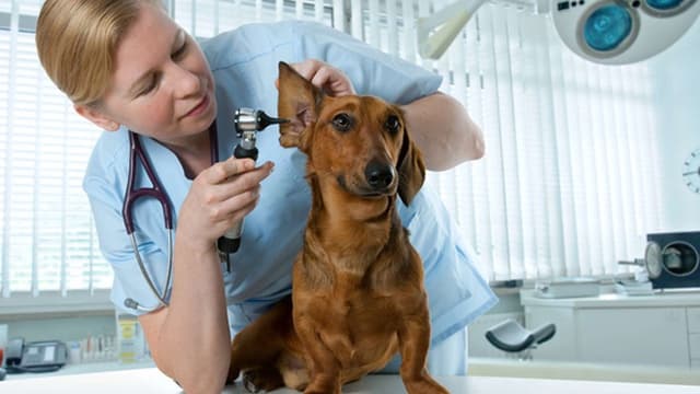 Funchal celebra Dia Mundial do Animal