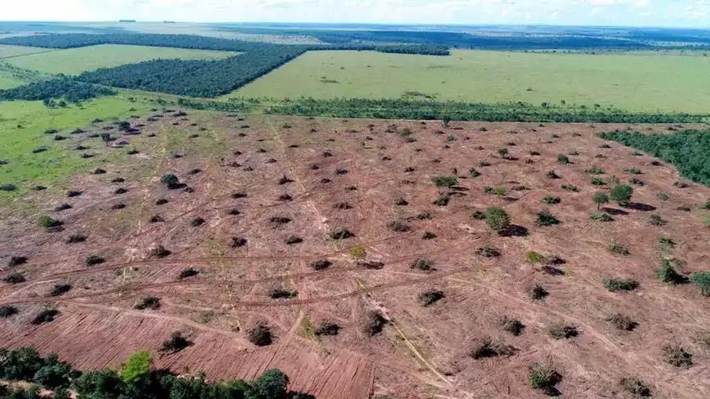 Cerrado: desmatamento em Mato Grosso do Sul cai 23,3% em um ano