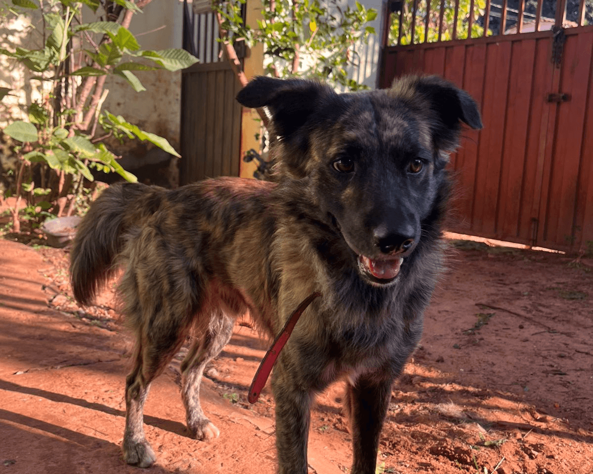 Moradora encontra cão vagando em posto de combustíveis e procura pelo tutor