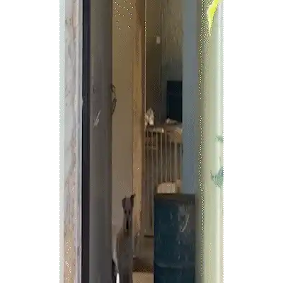 Imóvel milionário vira abrigo de cães em meio a denúncias de abandono